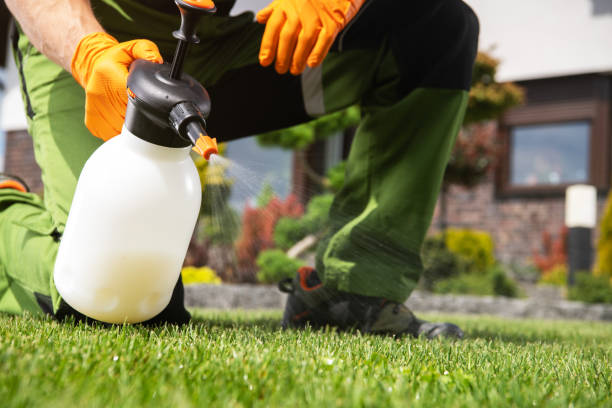 Best Termite Control Services  in Medford, WI