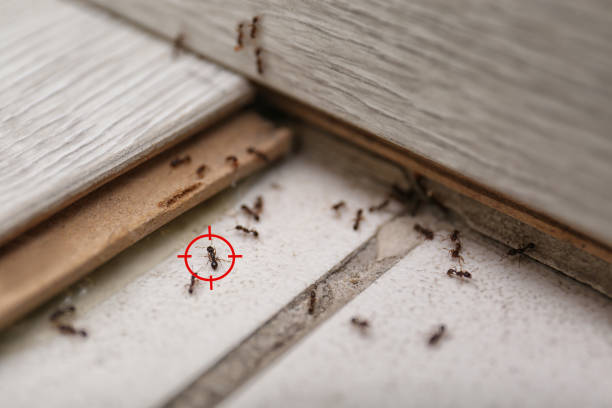 Best Commercial Pest Control Services  in Medford, WI