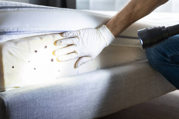 Best Affordable Pest Control Services  in Medford, WI